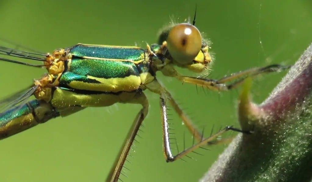 Wildlife Cinematography Club Wildlife Cinematography Club