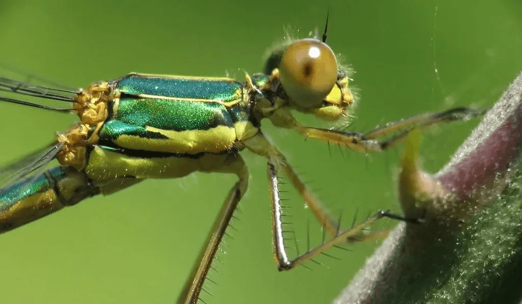 Wildlife Cinematography Club Wildlife Cinematography Club